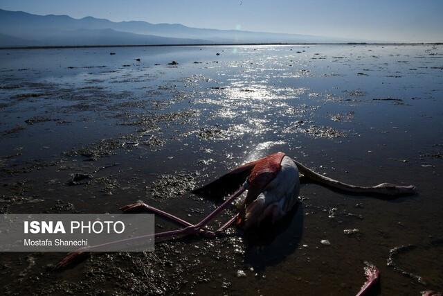 دامپزشکی: پرندگان تالاب میانکاله با سم طبیعی بیوتوکسین مرده‌اند