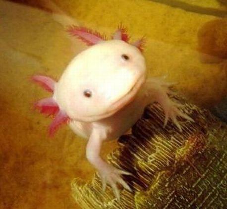 یکی از عجیب‌ترین حیوانات جهان/ ماهی که دست و پا دارد/ عکس|خبر فوری