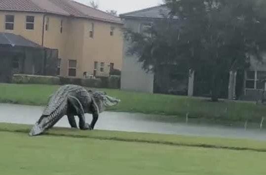 تمساح خبرساز هفته؛ چرا خزنده دریاچه خلیج فارس پیدا نشد؟