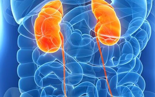 توصیه‌هایی برای حفظ سلامتی کلیه‌ها|خبر فوری