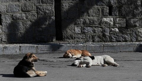 چرا نباید به سگ‌های بلاصاحب غذا داد؟|خبر فوری