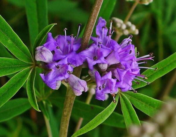 پنج انگشت، گیاهی برای سلامتی زنان|خبر فوری پنج انگشت، گیاهی برای سلامتی زنان|خبر فوری