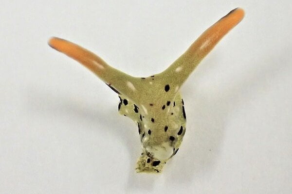 حلزونی که سر خود را جدا و بازتولید می کند!|خبر فوری