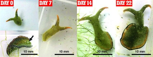 حلزونی که سر خود را جدا و بازتولید می کند!|خبر فوری