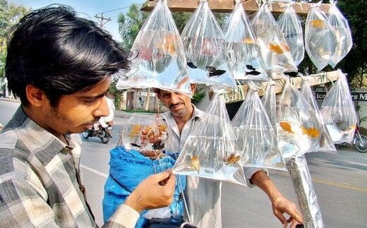 واژه مشترک میان ایرانی‌ها و پاکستانی‌ها چیست؟|خبر فوری