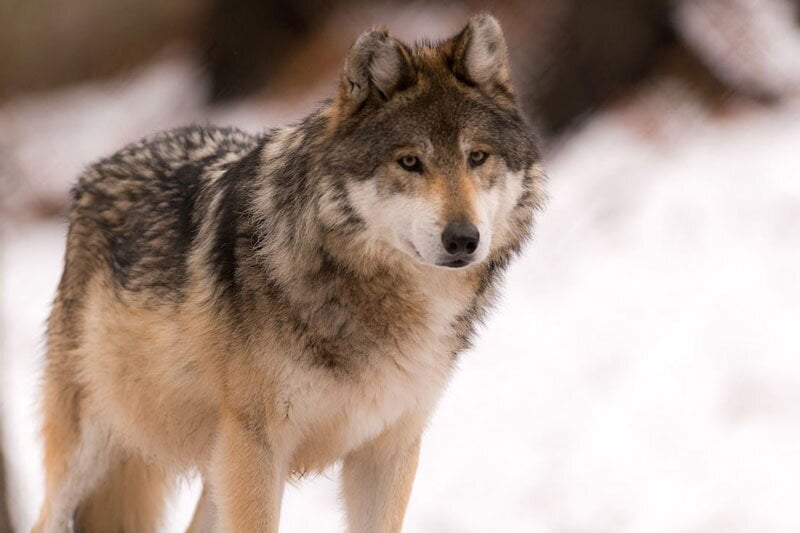 ۸ نکته برای نجات شما در مقابله با حیوانات وحشی|خبر فوری ۸ نکته برای نجات شما در مقابله با حیوانات وحشی|خبر فوری