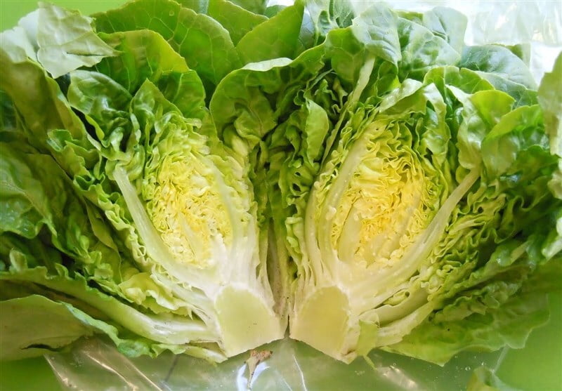 فواید جادویی کاهو برای بیماران دیابتی|خبر فوری