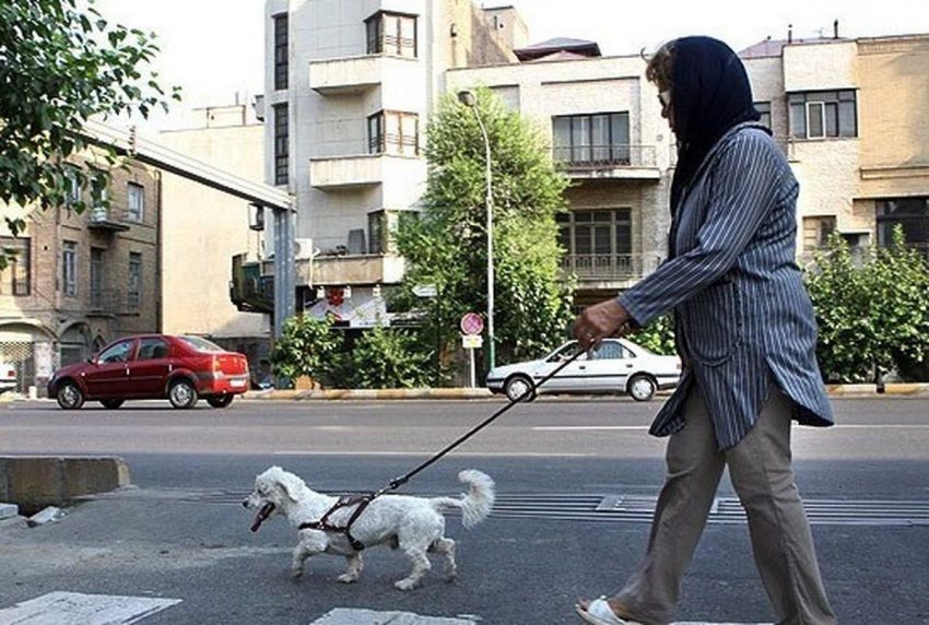 دبیر ستاد احیای امر به معروف: سگ جای ازدواج و فرزند را گرفته است!