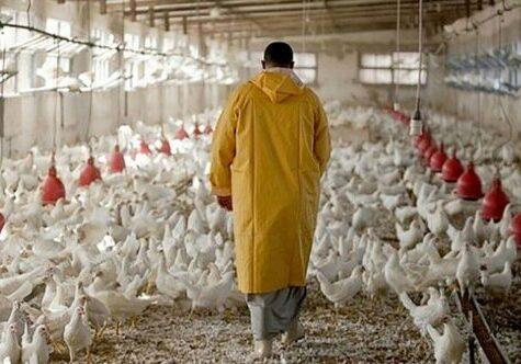 تریاک که نه، اما به مرغ ها آنتی بیوتیک می دهیم