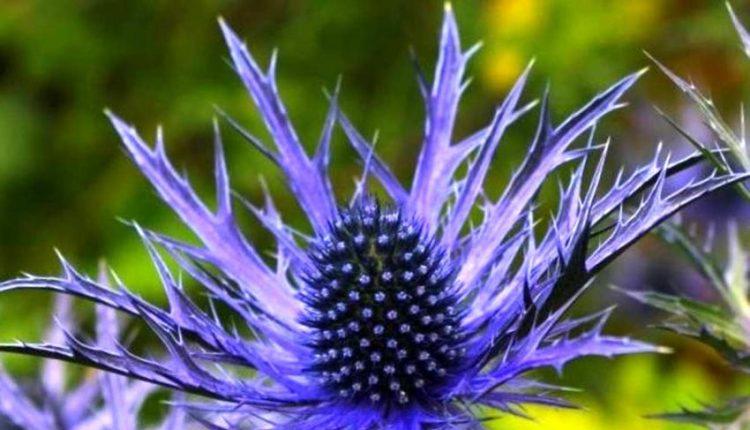 معرفی گیاهی برای خرد کردن سنگ کلیه و پاکسازی کبد