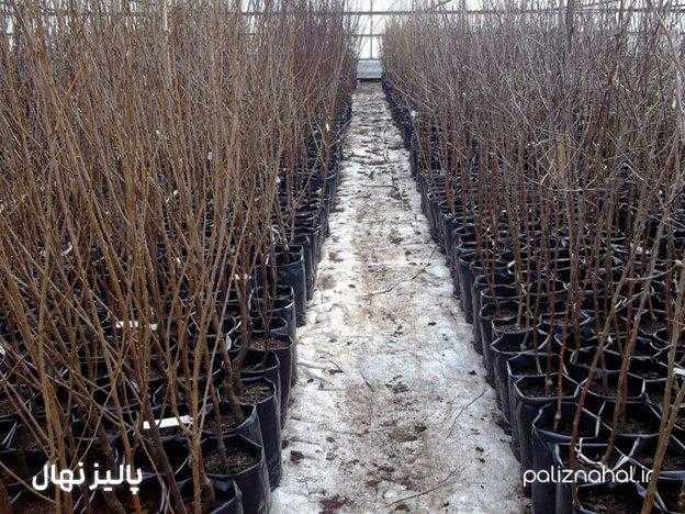 خرید نهال از برترین نهالستان خاورمیانه