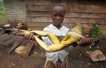 این قورباغه اندازه یک گربه است!