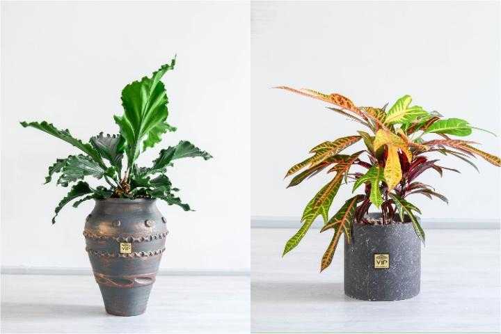 پرده برداری از جدیدترین محصولات گلفروشی VIP Shop