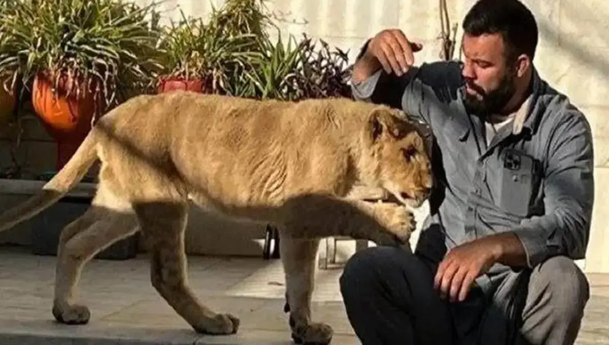 مرگ تلخ شیر امیرعلی اکبری در باغ وحش ارم: قصور در نگهداری جان حیوان را گرفت