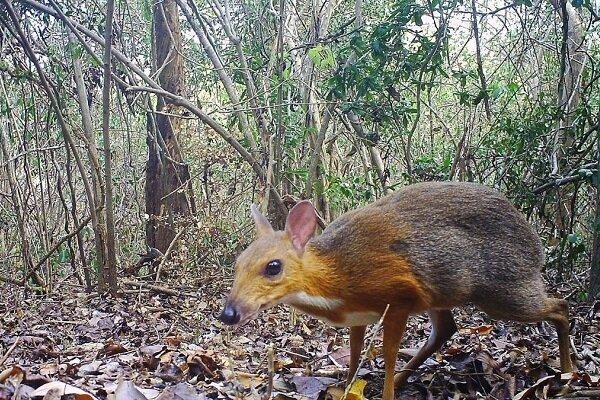 کشف جانور عجیبی که تصور می‌شد منقرض شده است/ عکس
